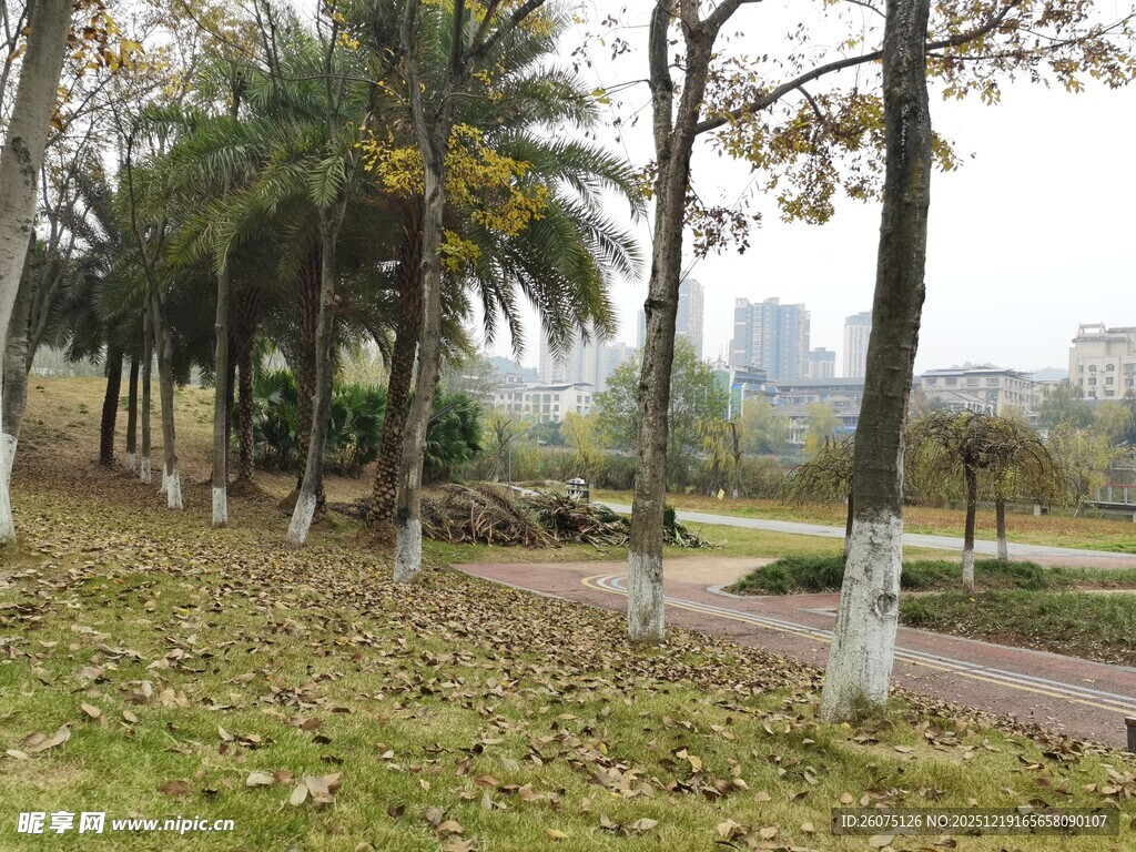 秋日公园林荫小道景色