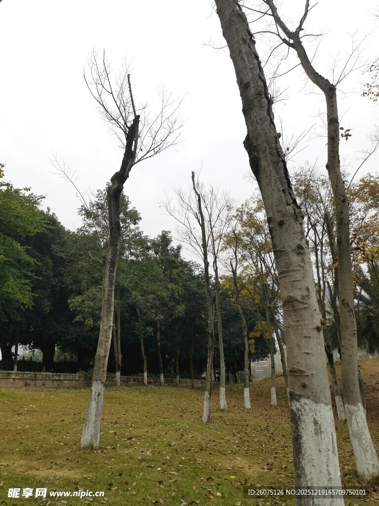 冬日枯树林景观