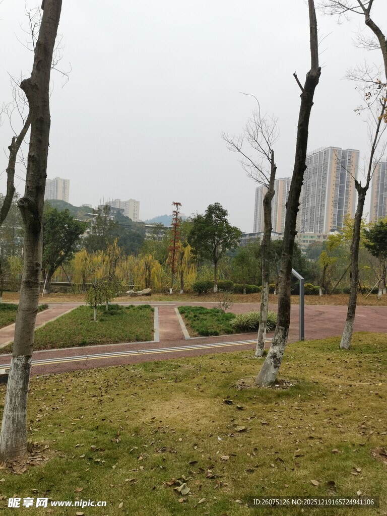 城市公园中的树木与草地