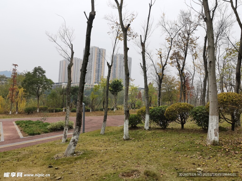 冬日公园萧瑟树木景观