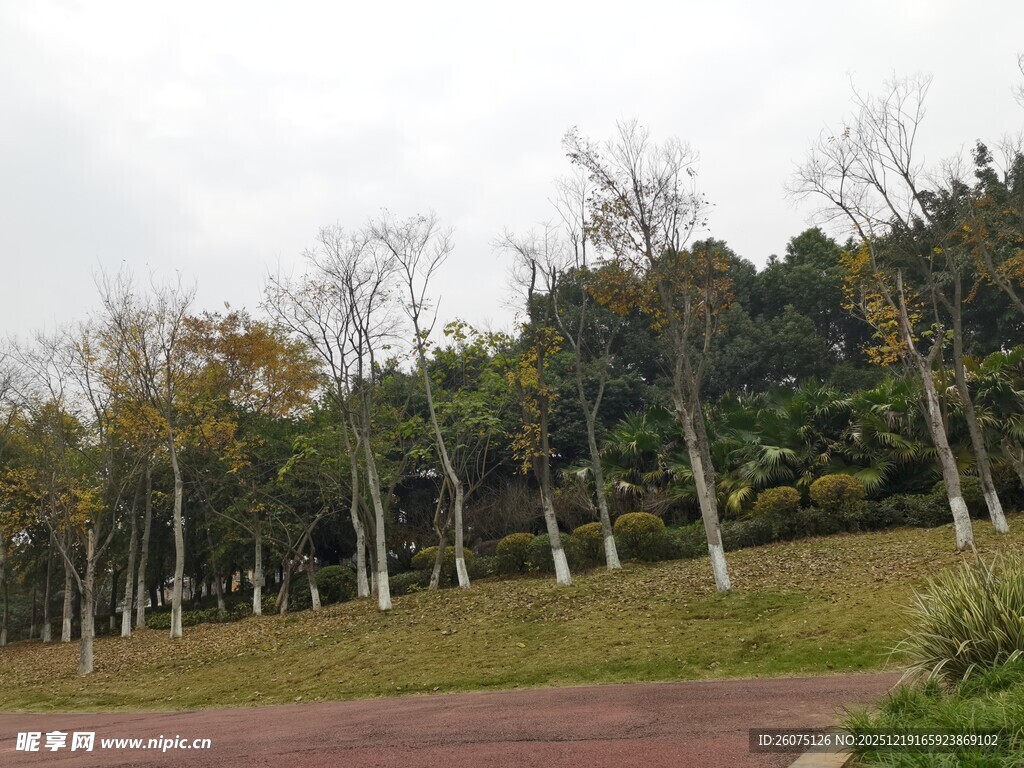 秋日公园林间小道景色