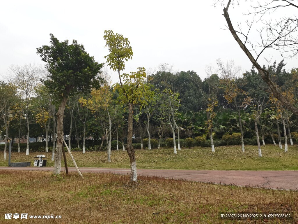 公园树林中的宁静景致