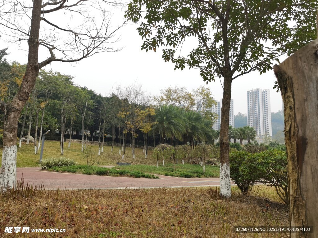 城市公园宁静林间小道