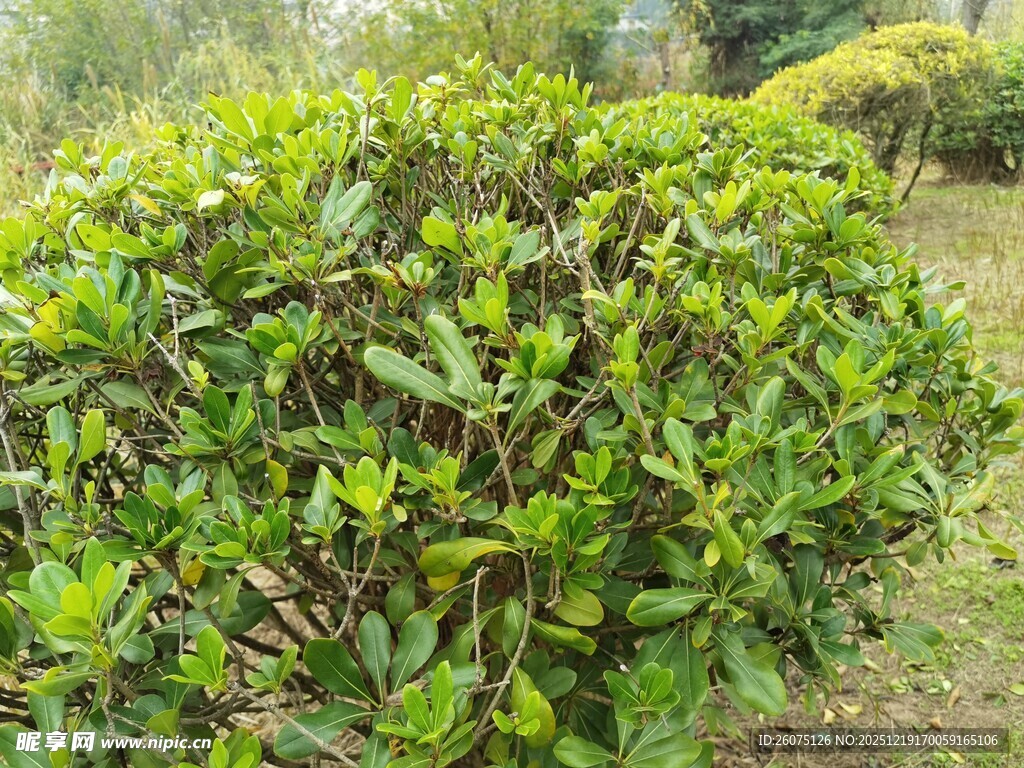 翠绿繁茂的灌木植物