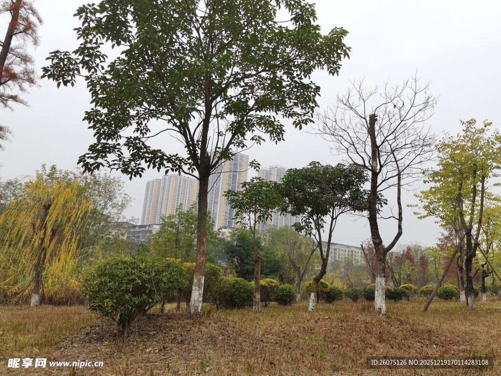 秋日公园树木景致