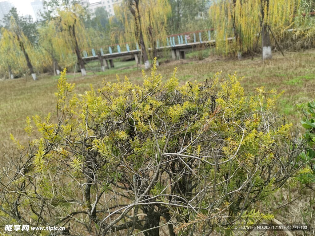 春日郊野绽放的黄色小花