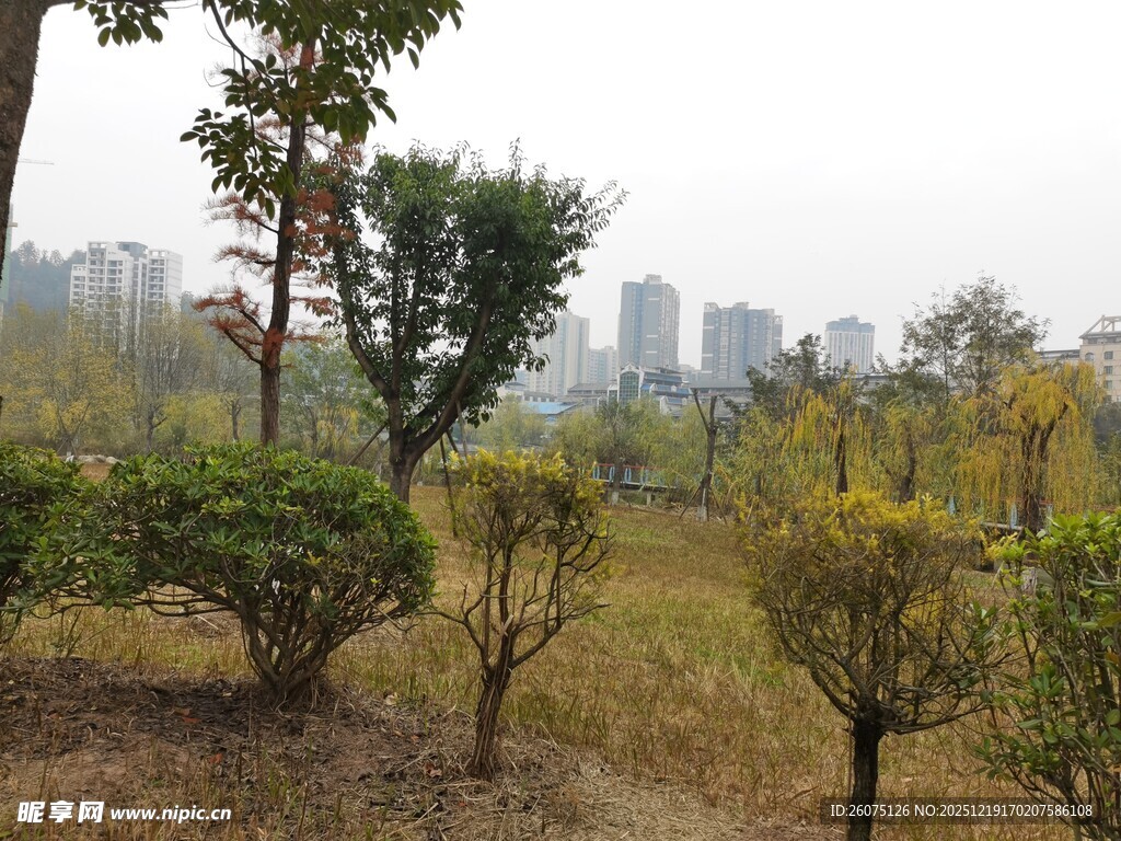 城市中的绿植景观