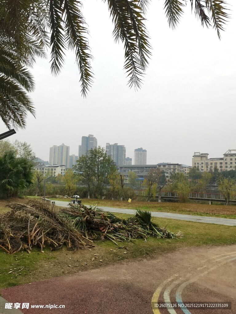 路边倒伏树木与远处建筑