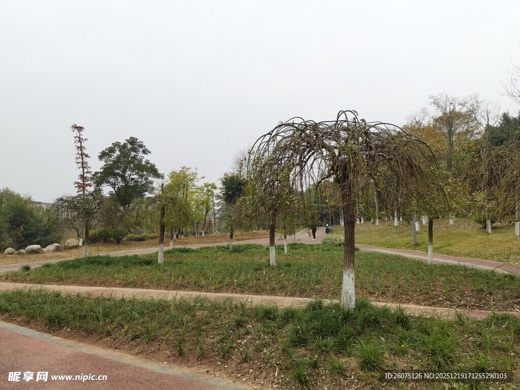 公园中的树木与开阔草地