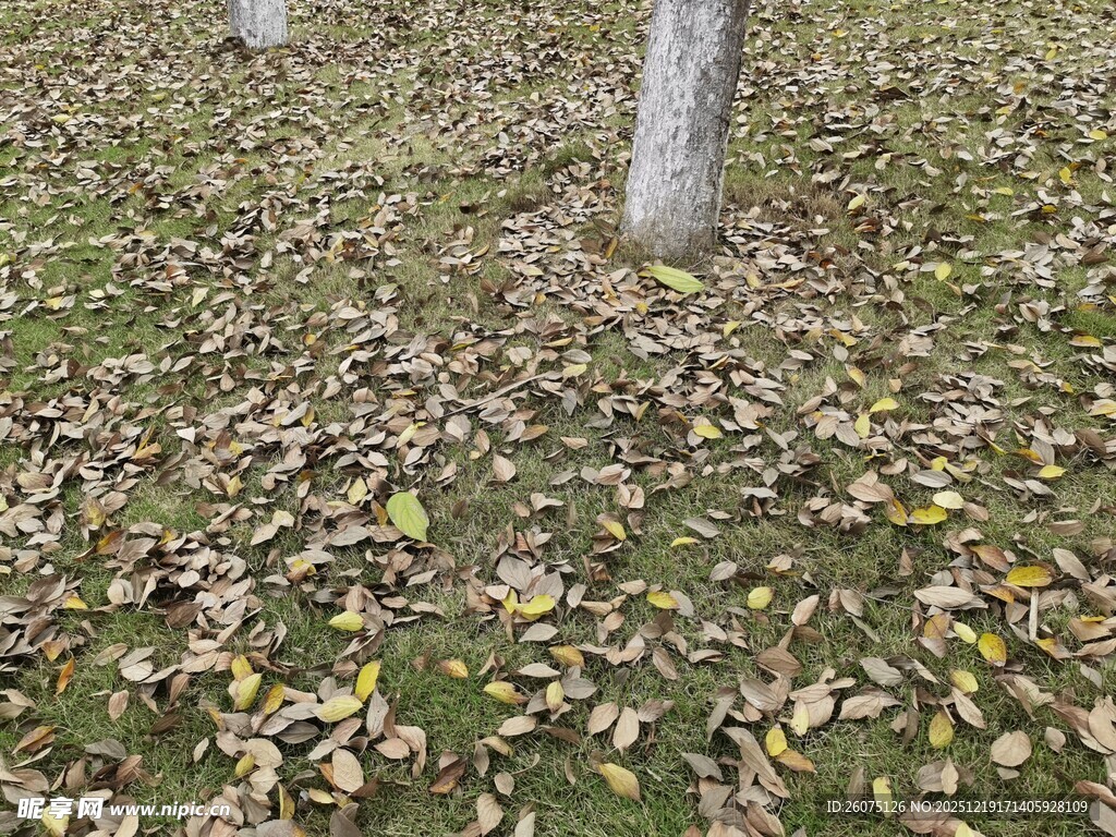 地面落叶与树干景象