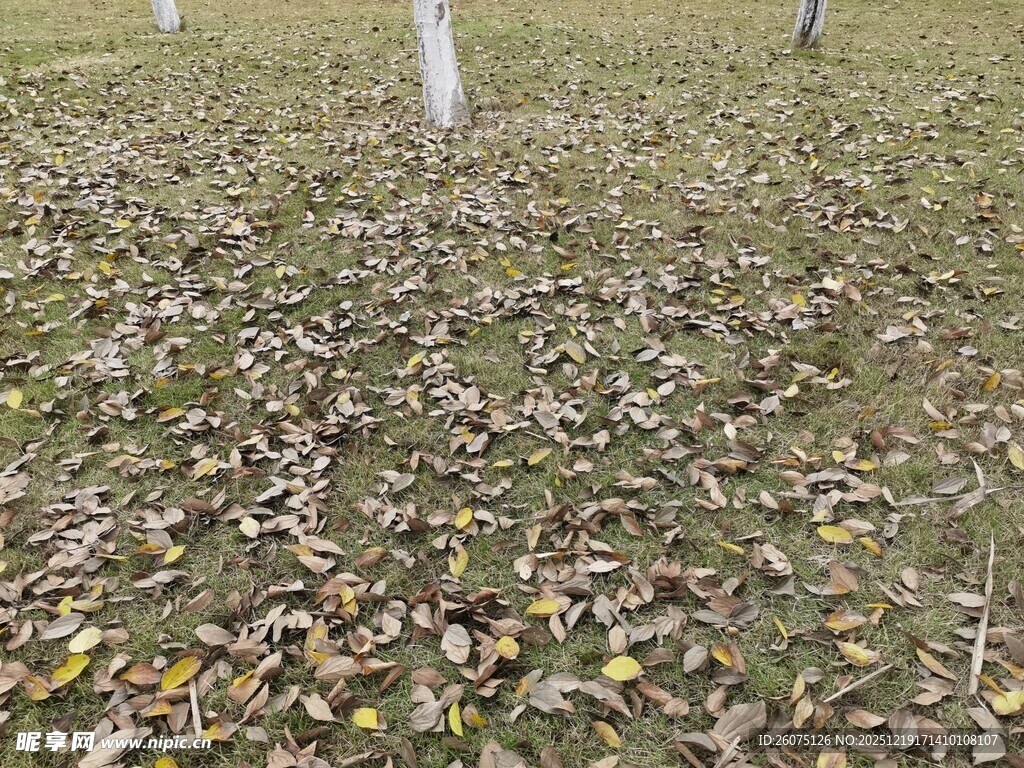 地面铺满落叶的秋日景象