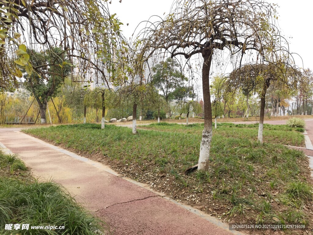 秋日公园小径与树木景观