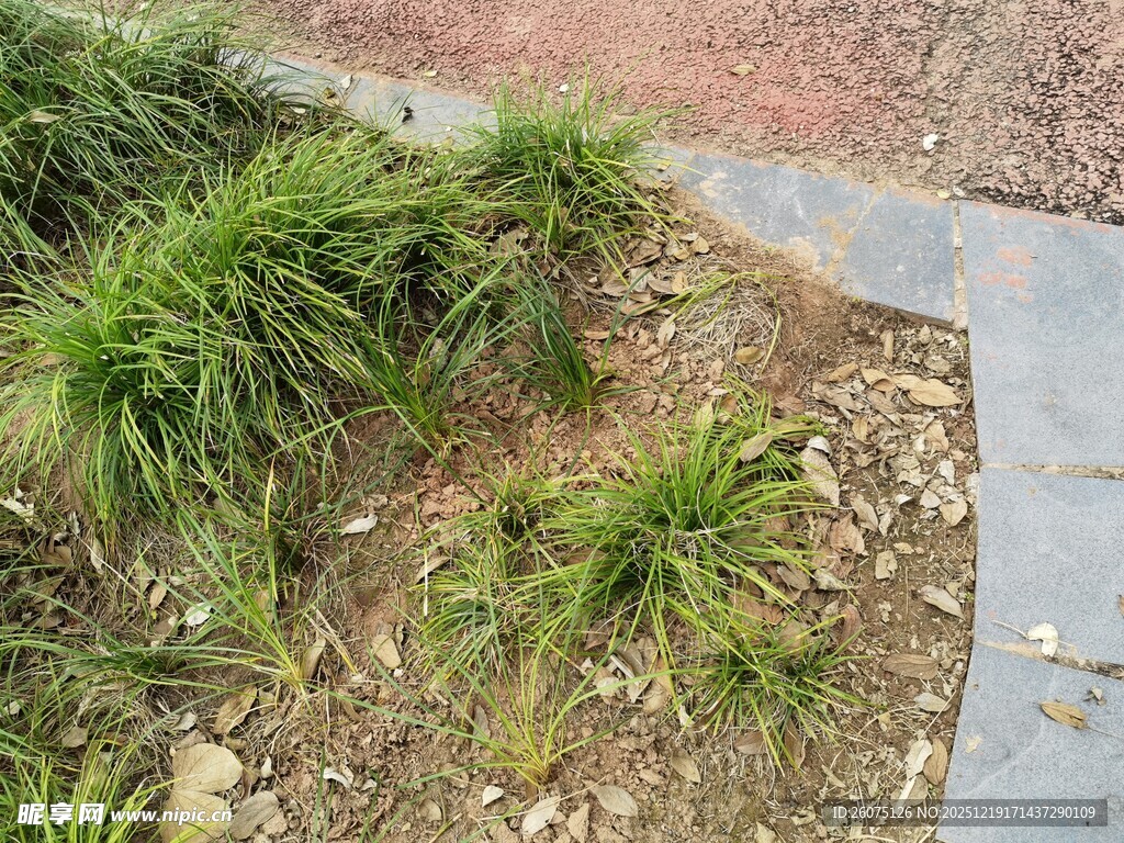 路边丛生的绿色小草