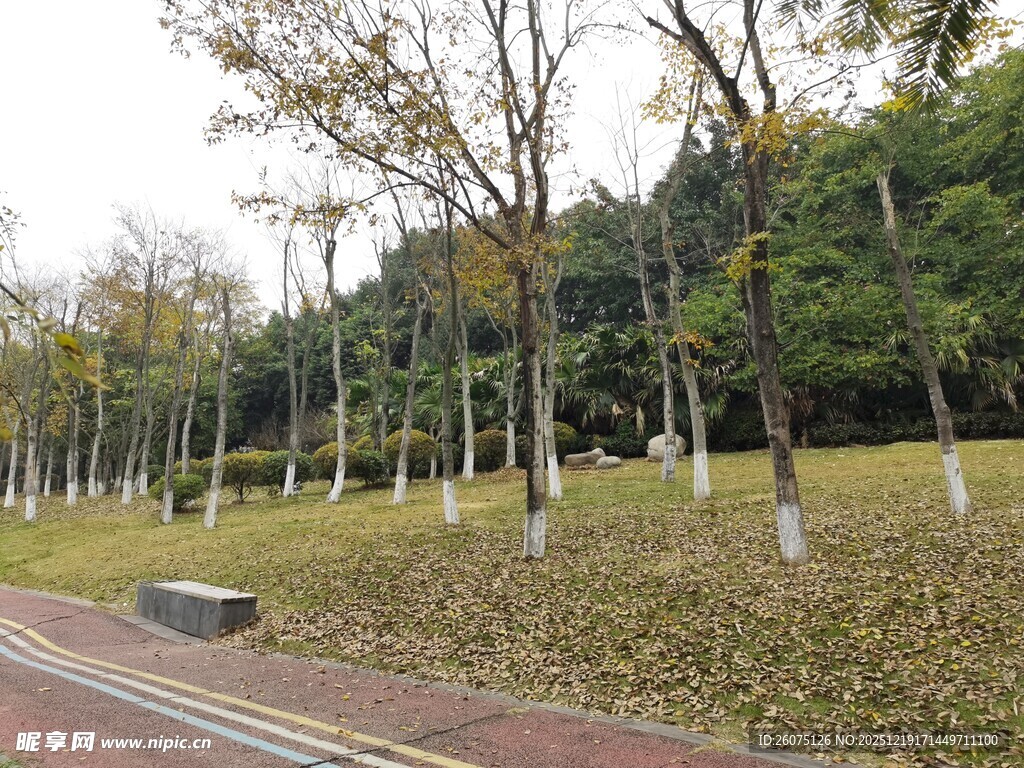 秋日公园林荫道落叶景致