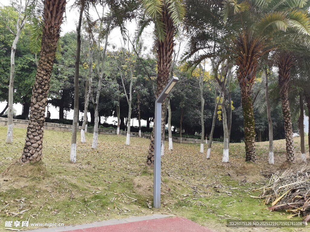 公园中的棕榈树景观