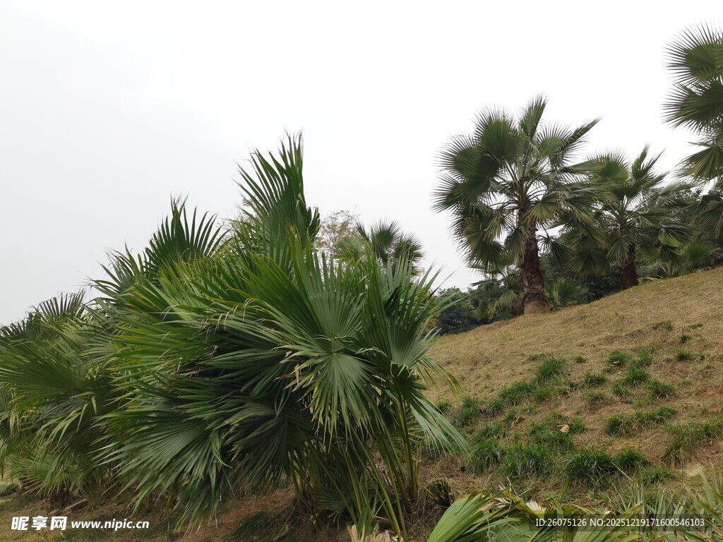户外棕榈植物景观