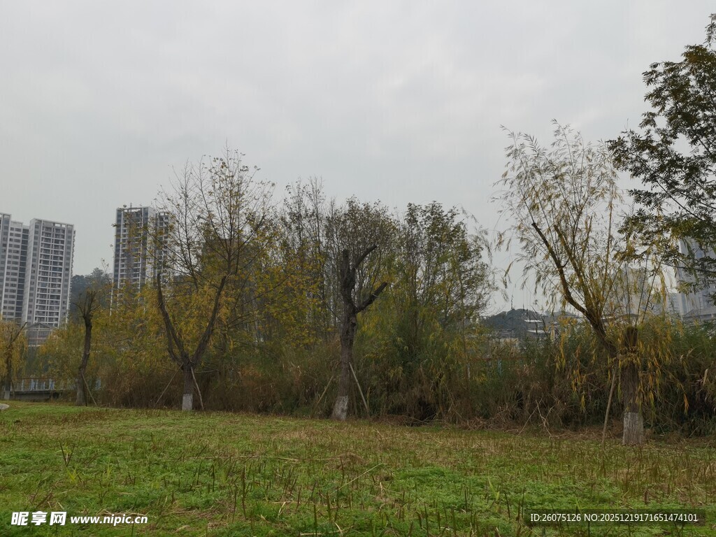 城郊草地与树木景观