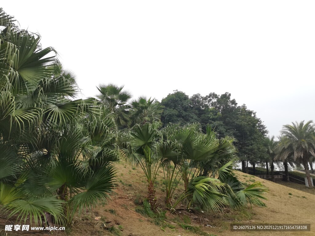 户外棕榈植物景观