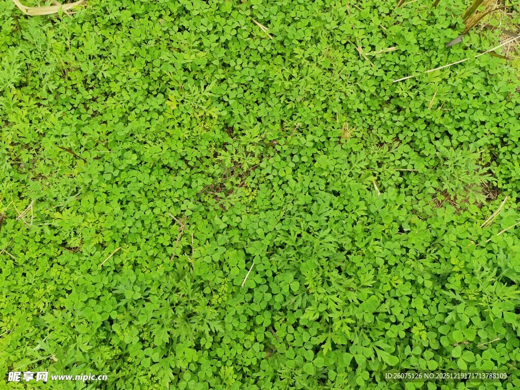 翠绿鲜嫩的丛生小草