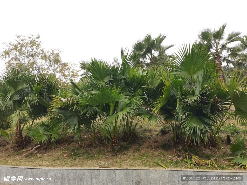 路边热带植物景观