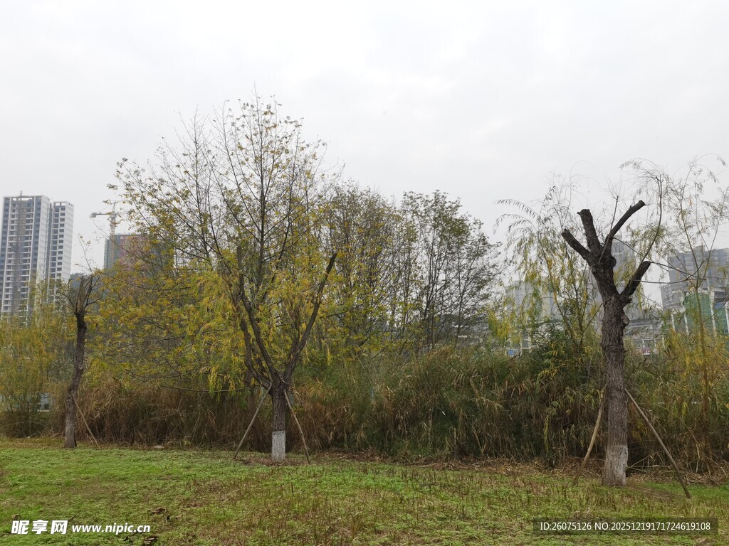 秋日郊野树木景观