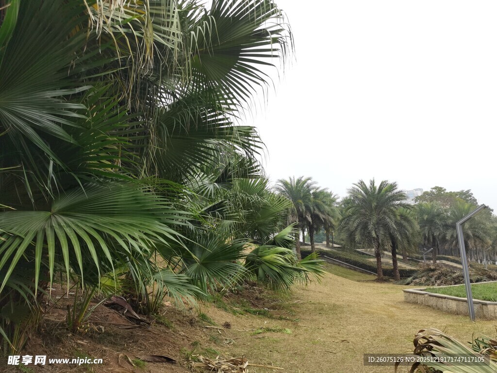 热带植物景观中的小径
