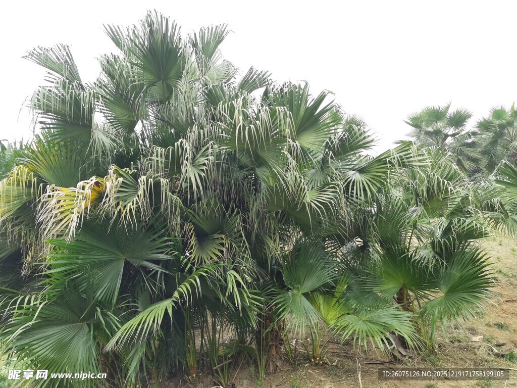 丛生的棕榈植物景观
