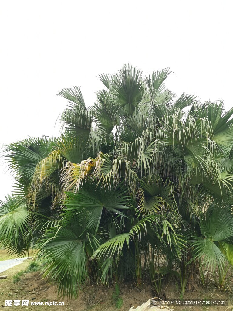 茂盛的棕榈植物景观