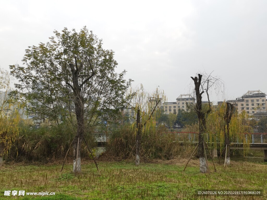 秋日户外树木草地景致