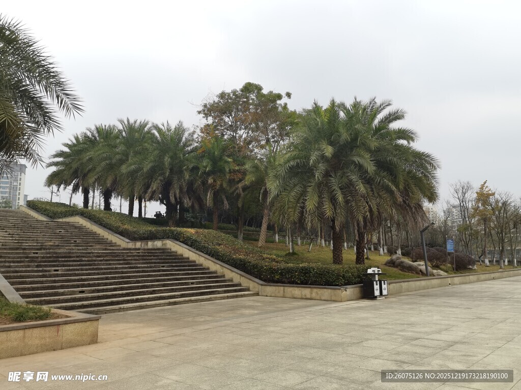 公园中的棕榈树景观