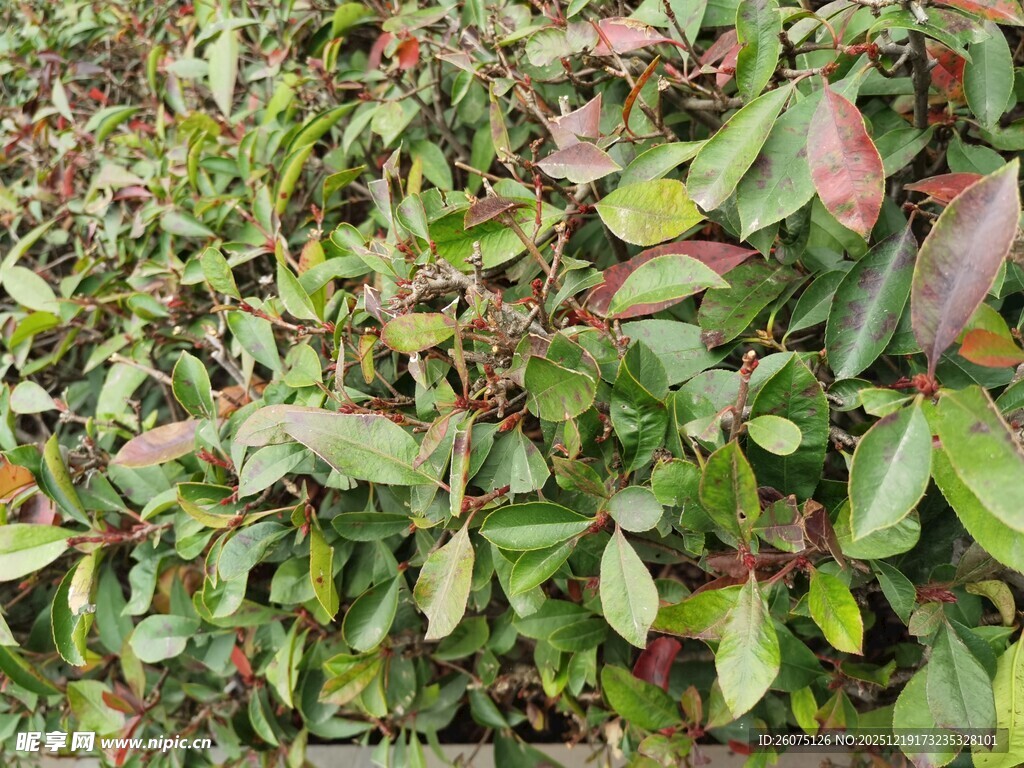 绿叶与红叶交织的植物景观