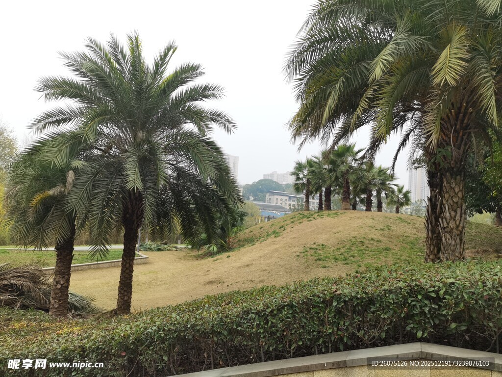 户外棕榈树景观