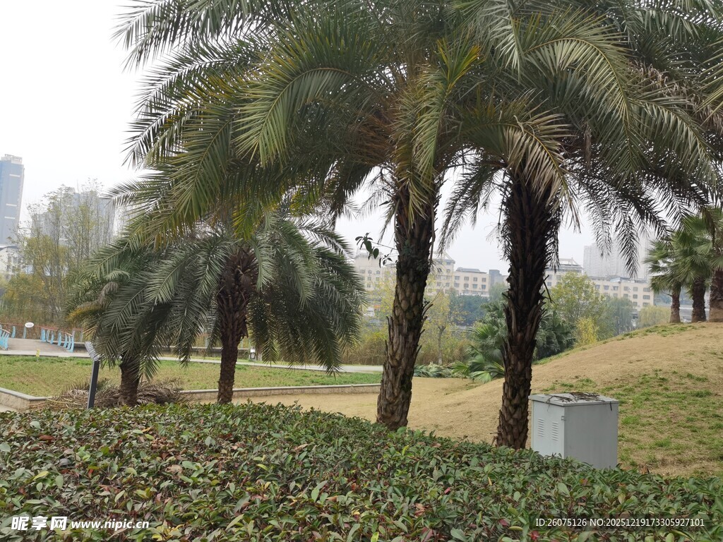 城市中的棕榈树景观