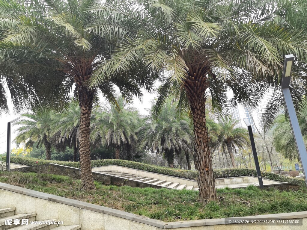 城市中的棕榈树景观