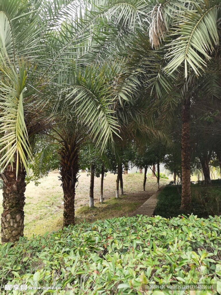 棕榈树林中的绿意景致