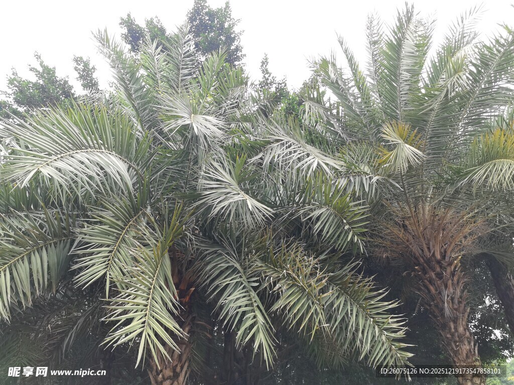 茂盛的棕榈树景观