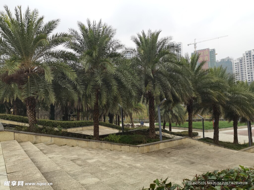 城市中的棕榈树景观