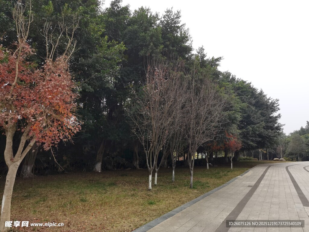 秋日林荫道景色