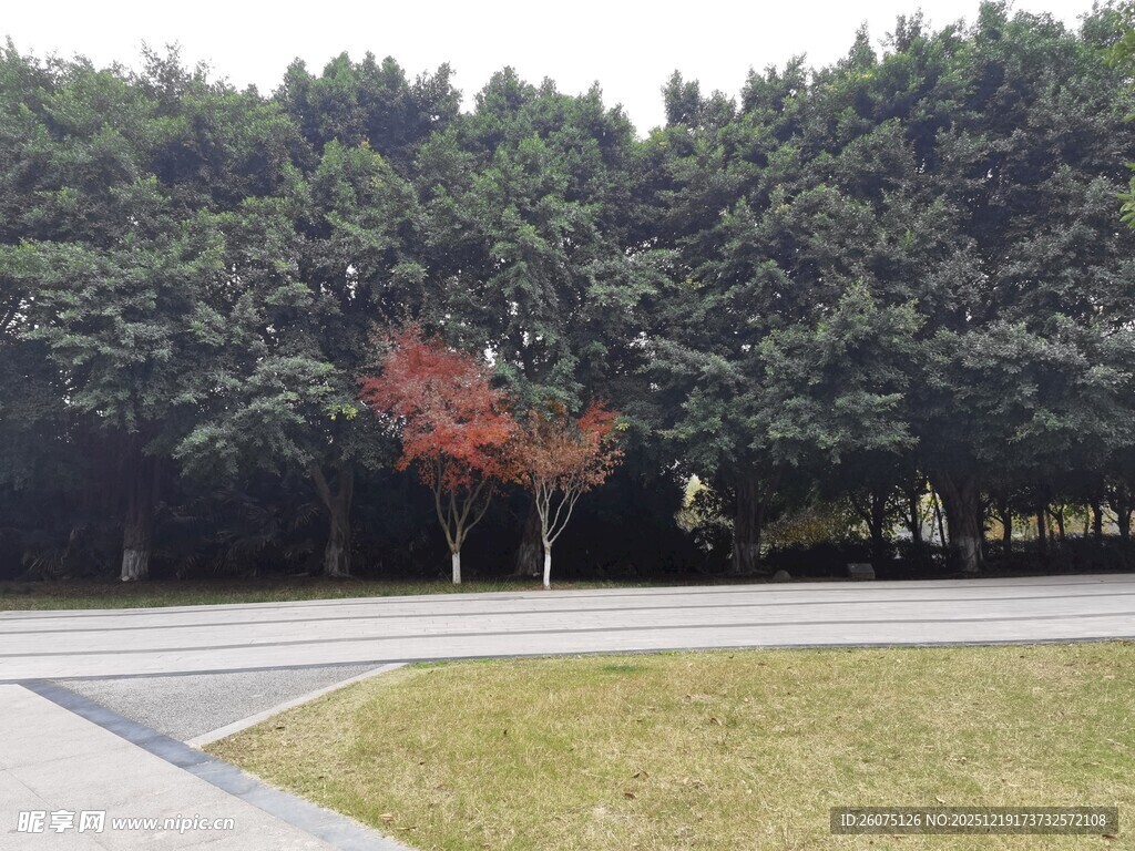 道路旁绿树间的一抹红