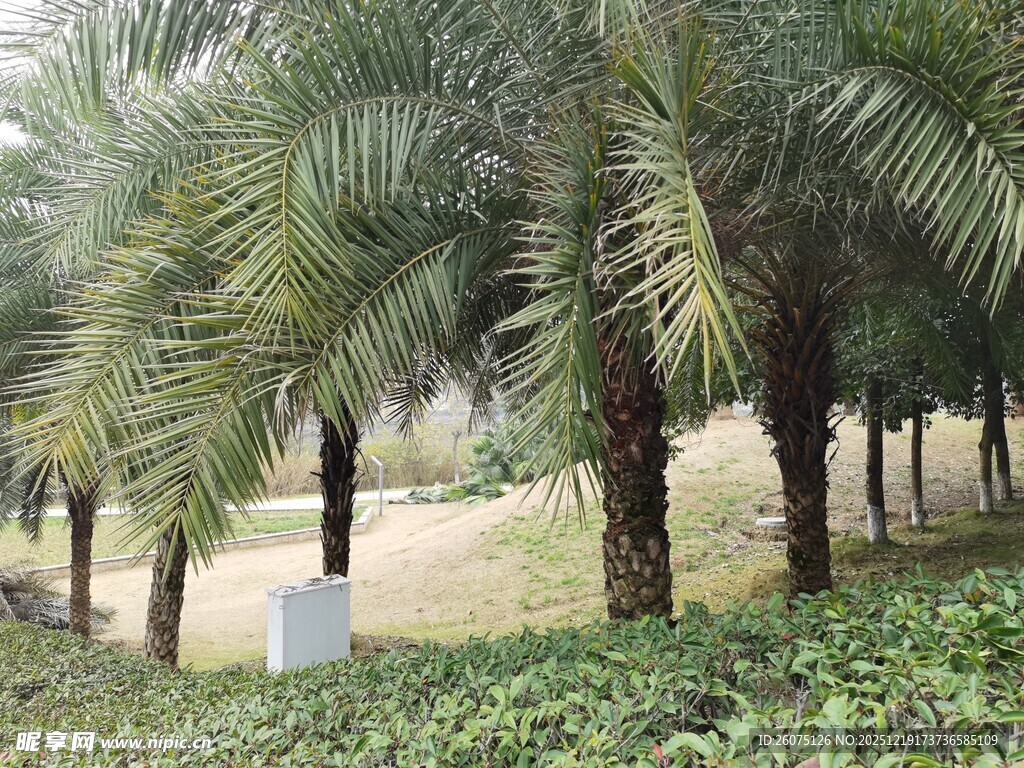 道路旁的棕榈树景观