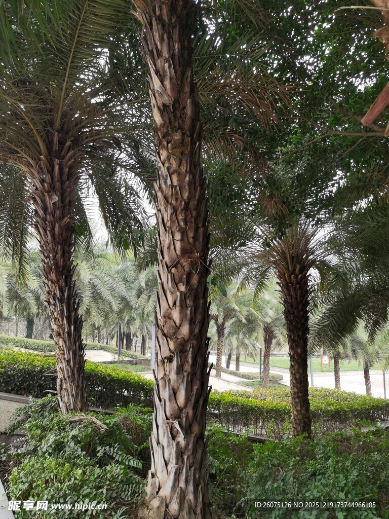 棕榈树林中的自然景象