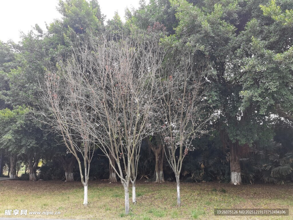 冬日枯树与葱郁树林景观