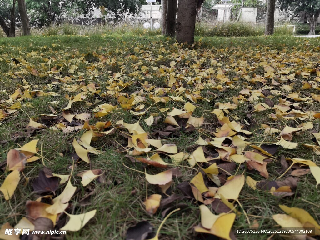 秋日草地银杏落叶景致