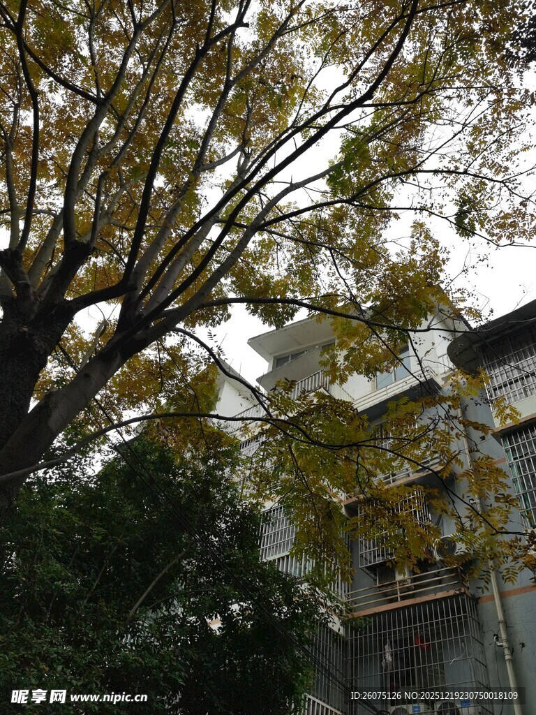 秋日树下的建筑景致