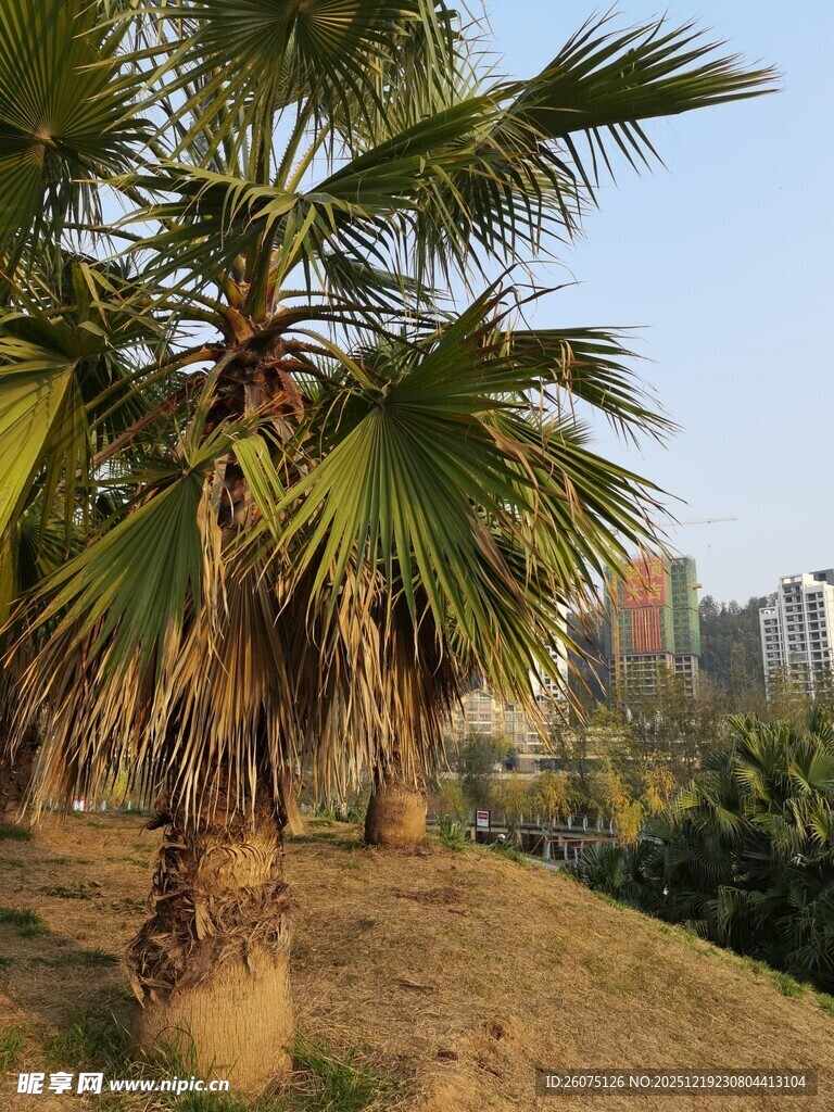 户外棕榈树景观