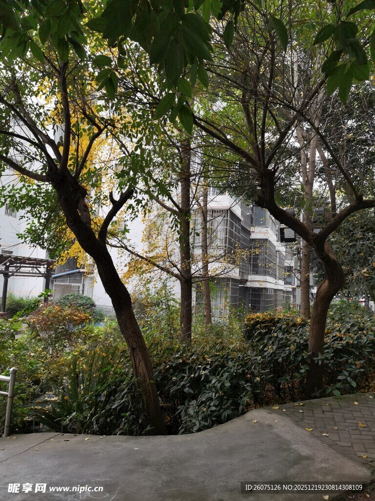 小区内的绿植景观