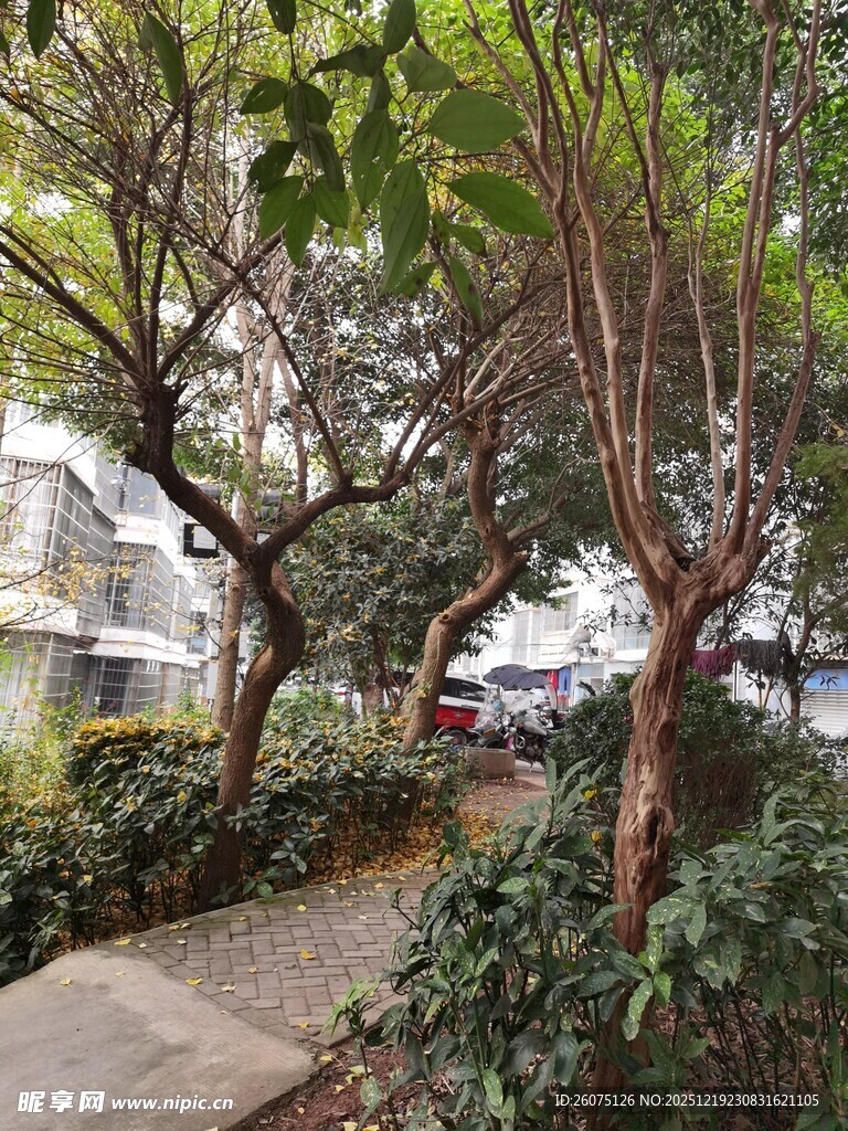 小区内绿意盎然的林荫小径