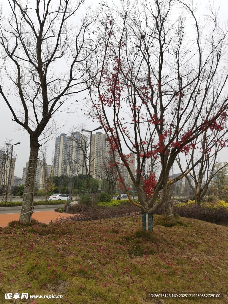 城市冬日萧瑟树木景观