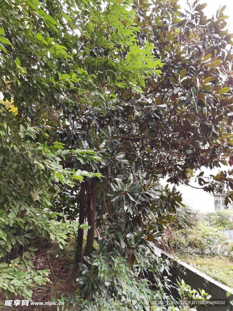 繁茂树林中的自然景致