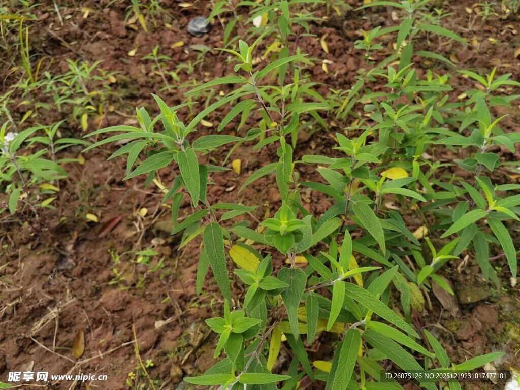 田间嫩绿植物生长景象